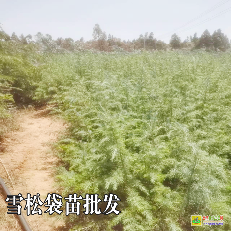 臨滄云縣雪松苗子多少一棵|雪松苗種植時間|雪松苗木基地