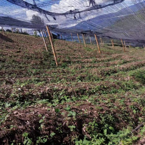 墨江5萬多株桉樹基地轉讓或轉租