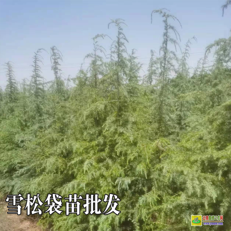 楚雄出售雪松苗|云南雪松苗價格|雪松是什么植物