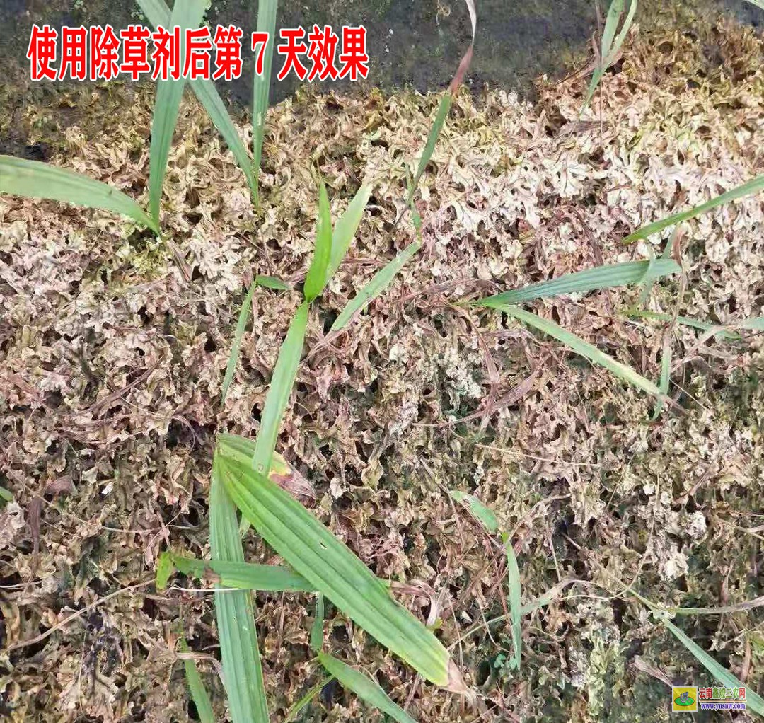 云南甘蔗除草劑 紅河韭菜除草劑 曲靖雪松除草劑