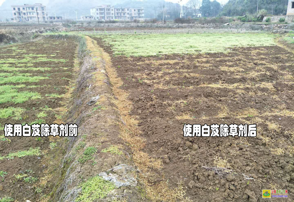 麗江桔梗除草劑 楚雄生姜除草劑 昭通獨活除草劑