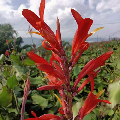 賀州芭蕉芋收購商 四川芭蕉芋回收價格 余江芭蕉芋淀粉價格