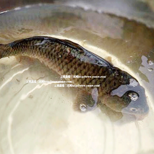 2020年草魚魚苗價格多少錢？養(yǎng)草魚賺錢嗎？