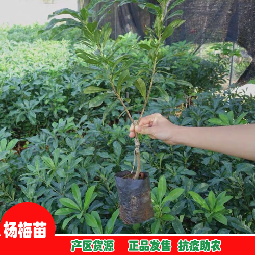 生態(tài)無公害蔬菜