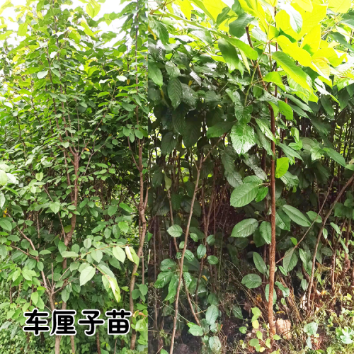 小番茄果脯供應(yīng)