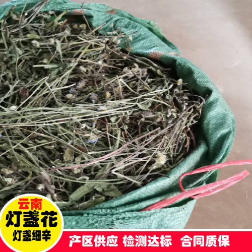 陸良曲靖燈盞花/種子、種苗生產(chǎn)基地、規(guī)范化種植示范基地