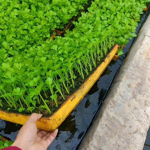 生菜苗怎么種 油麥菜苗，西芹苗，黃白苗圖