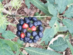 保山龍陵段賽華藥材種苗繁育基地