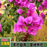 求購中國紅三角梅，高度1.8或以上