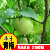 大量收購(gòu)青梅