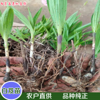 求購(gòu)白芨統(tǒng)貨