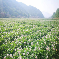 大量求購(gòu)淀粉土豆，創(chuàng)佳粉佳個(gè)頭大的商品土豆