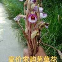 高價求購茅草花