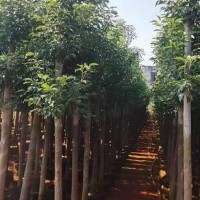 求購地徑0.8分香樟袋苗80000棵