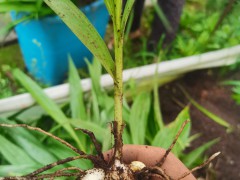 白芨苗圖片     紅白芨苗圖片     白芨大苗圖片