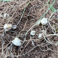 川貝母播種；7--8月播種佳，晚9-10月下雪前播種