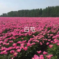 供應赤芍苗，白芍芽 亳州市峰景農業發展有限公司