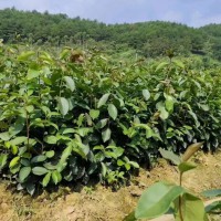 三年油茶苗多少錢一棵   香花油茶苗多少錢一棵   油茶苗基地批發處