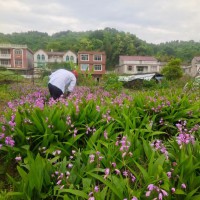 現(xiàn)在的白芨種苗價格&白芨苗哪家公司保回收@白芨小苗哪里的好