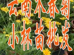 云南木春菊小杯云南木春菊小苗批發云南木春菊種植養護