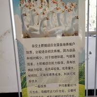 菏澤鵝苗孵化場|菏澤鵝苗批發市場|山東菏澤鵝苗孵化基地