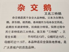 雜交鵝又名三特鵝雜交鵝