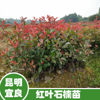 貴州柏樹(shù)苗多少錢一棵| 柏樹(shù)苗種植商 塔柏袋苗基地