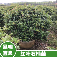 貴州柏樹(shù)苗怎么栽容易成活| 柏樹(shù)苗木基地 塔柏袋苗圖片